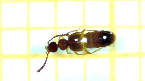 Réf. 304 367 : Aleocharinae inconnu